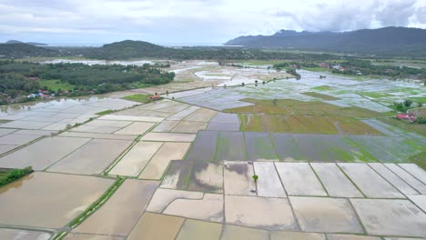 patterns of rice fields seen from a drone, malaysia