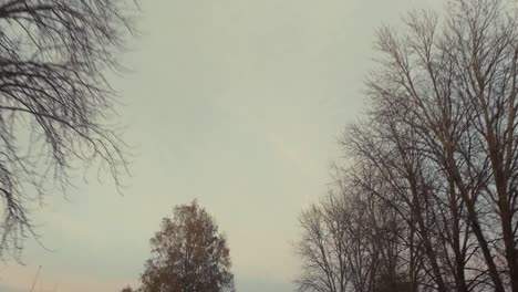 View-to-the-sky-and-trees-from-driving-car