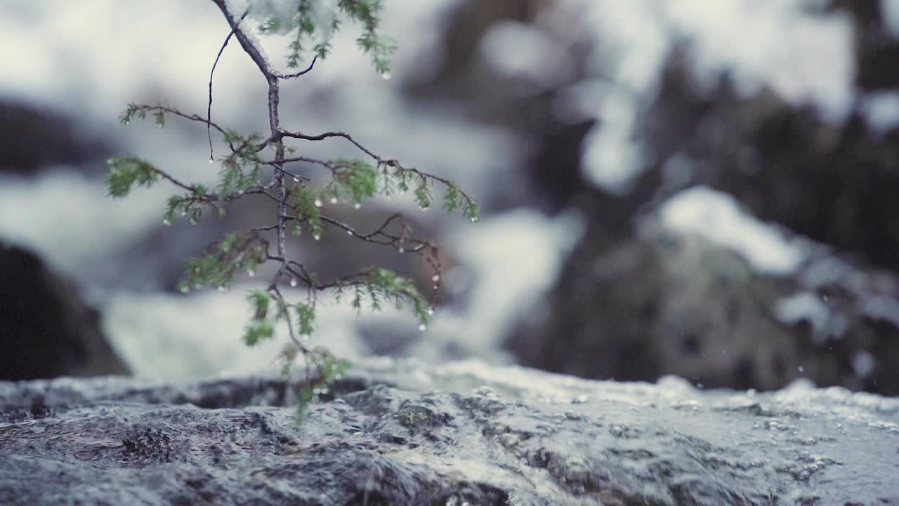 눈 덮인 숲의 시냇물