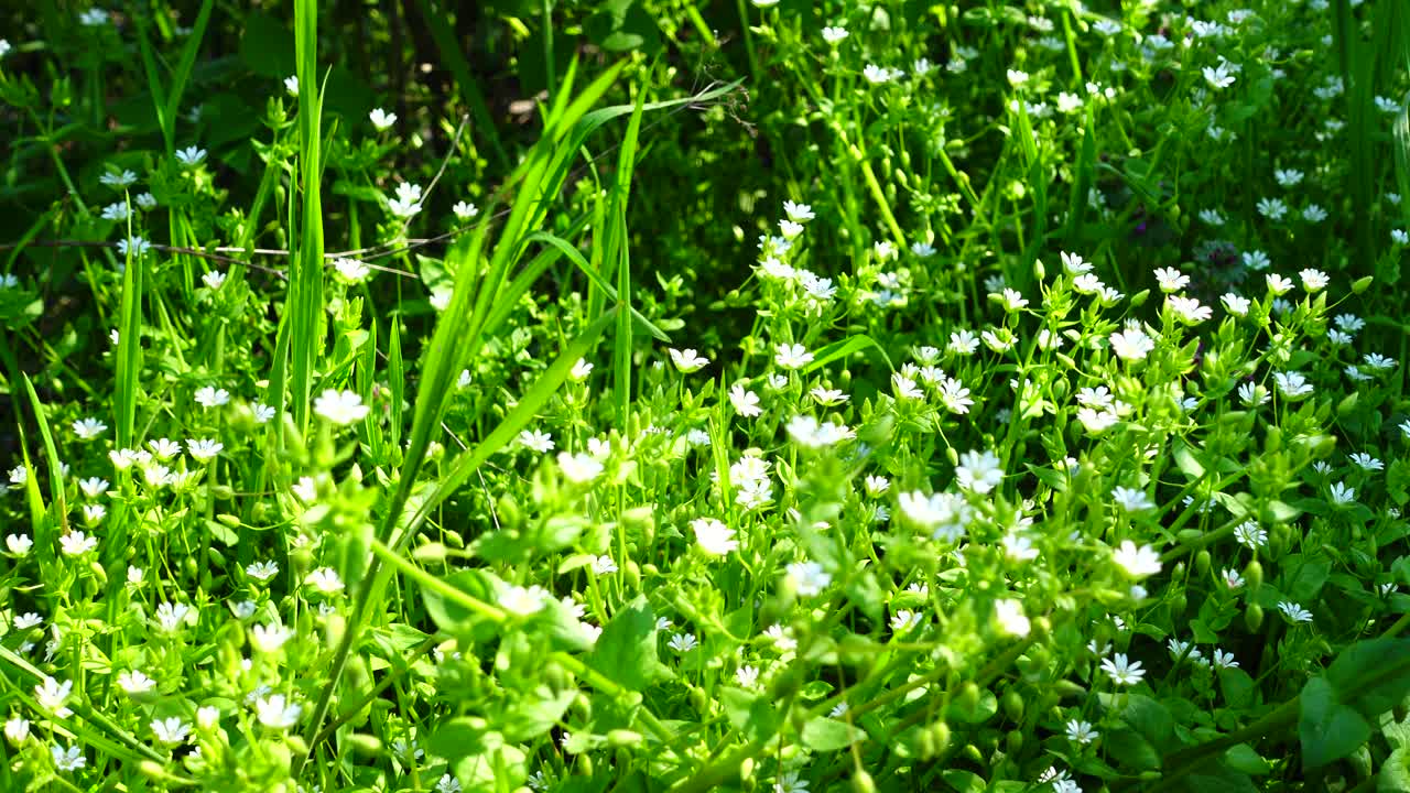 Spring flowers in a grass