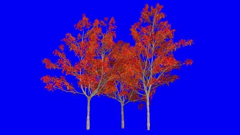 3d japanese maple tree cluster in autumn fall season, with wind effect on blue screen 3d animation