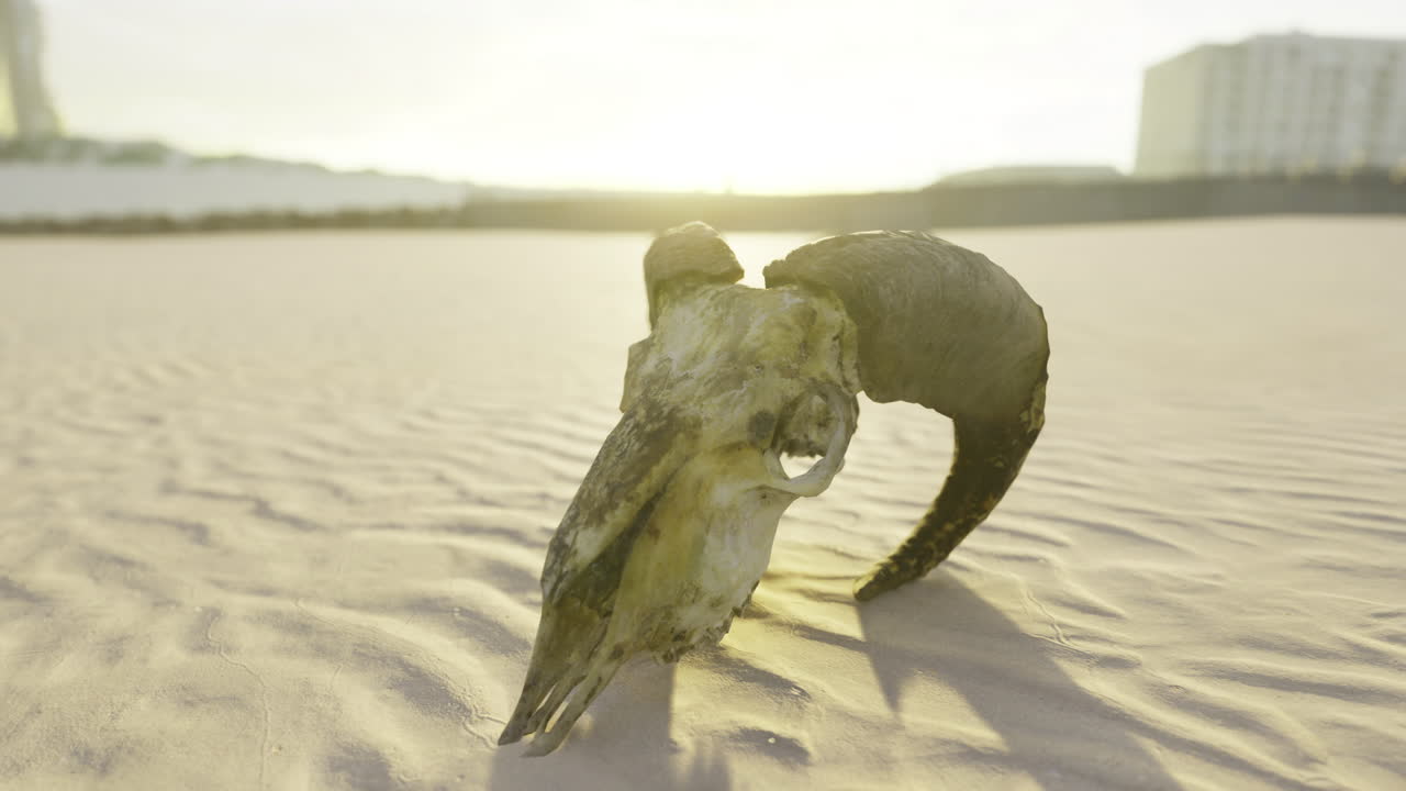 Mysteries of the desert revealed in an ancient ram skull against the sunset