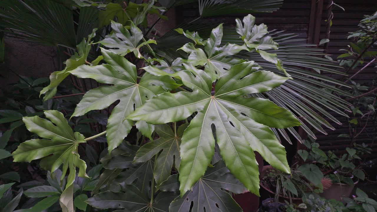 Close-up of a broad-leafed plant, possibly Fatsia japonica, showcasing its lush green foliage with distinct vein patterns.