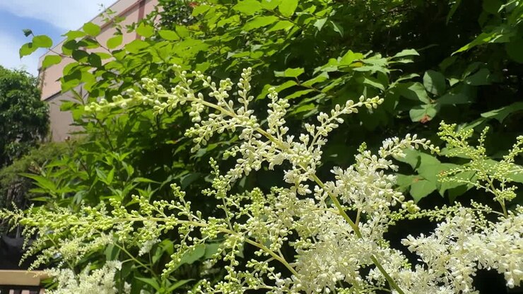 Fiori bianchi sbocciano in un giardino soleggiato con foglie verdi lussureggianti sullo sfondo