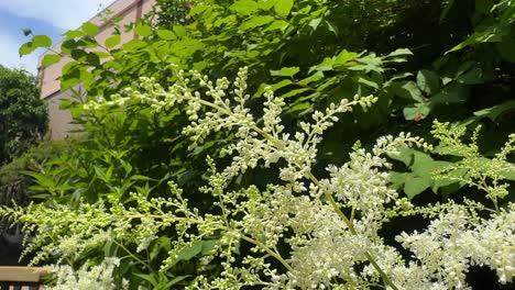 white flowers bloom in a sunny garden with lush green leaves in the background