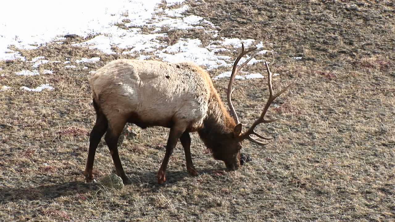 un alce macho con un gran estante de astas pasta en pastos de invierno