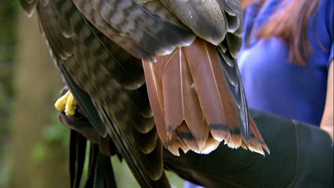 tiro apretado de las plumas de la cola de los halcones