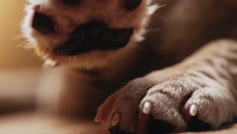 dog paws close-up