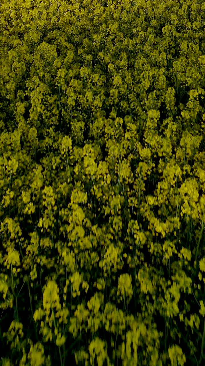 Una vibrante ripresa verticale a volo d'uccello di un campo di colza in fiore, che mostra un denso tappeto di fiori gialli. Perfetto per il marketing sui social media, racconti sull'agricoltura e contenuti sulla natura.