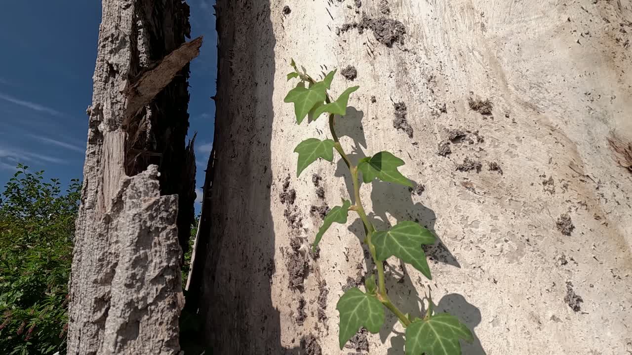 The bark of a dead tree separates from the wood, vegetation and climbing plants grow strongly around it climbing upwards, shot traveling upwards, close-up