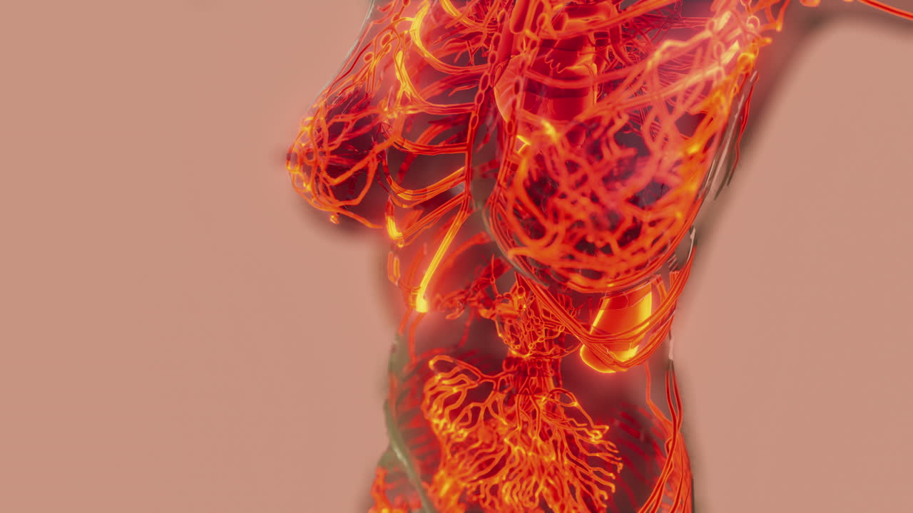 exploración médica del sistema circulatorio humano