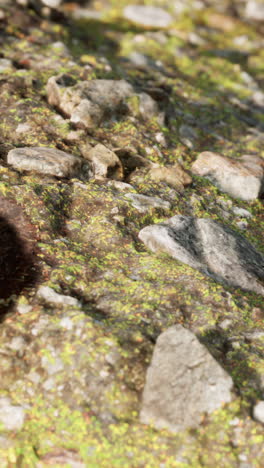 close-up of green moss growing on rocks in a forest