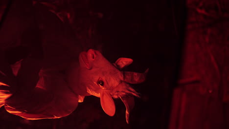 goat in red light
