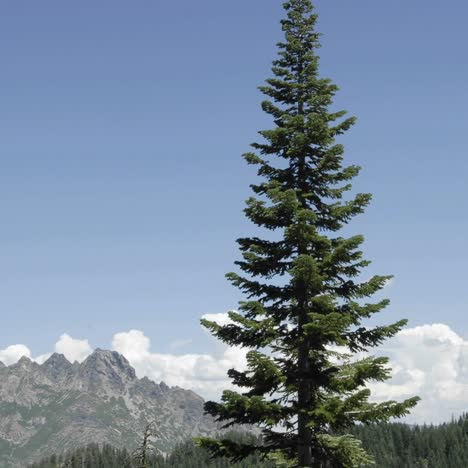 Lapso-De-Tiempo-De-Las-Nubes-De-Tormenta-Que-Se-Forman-Sobre-Sierra-Butte-En-El-Bosque-Nacional-Tahoe-California