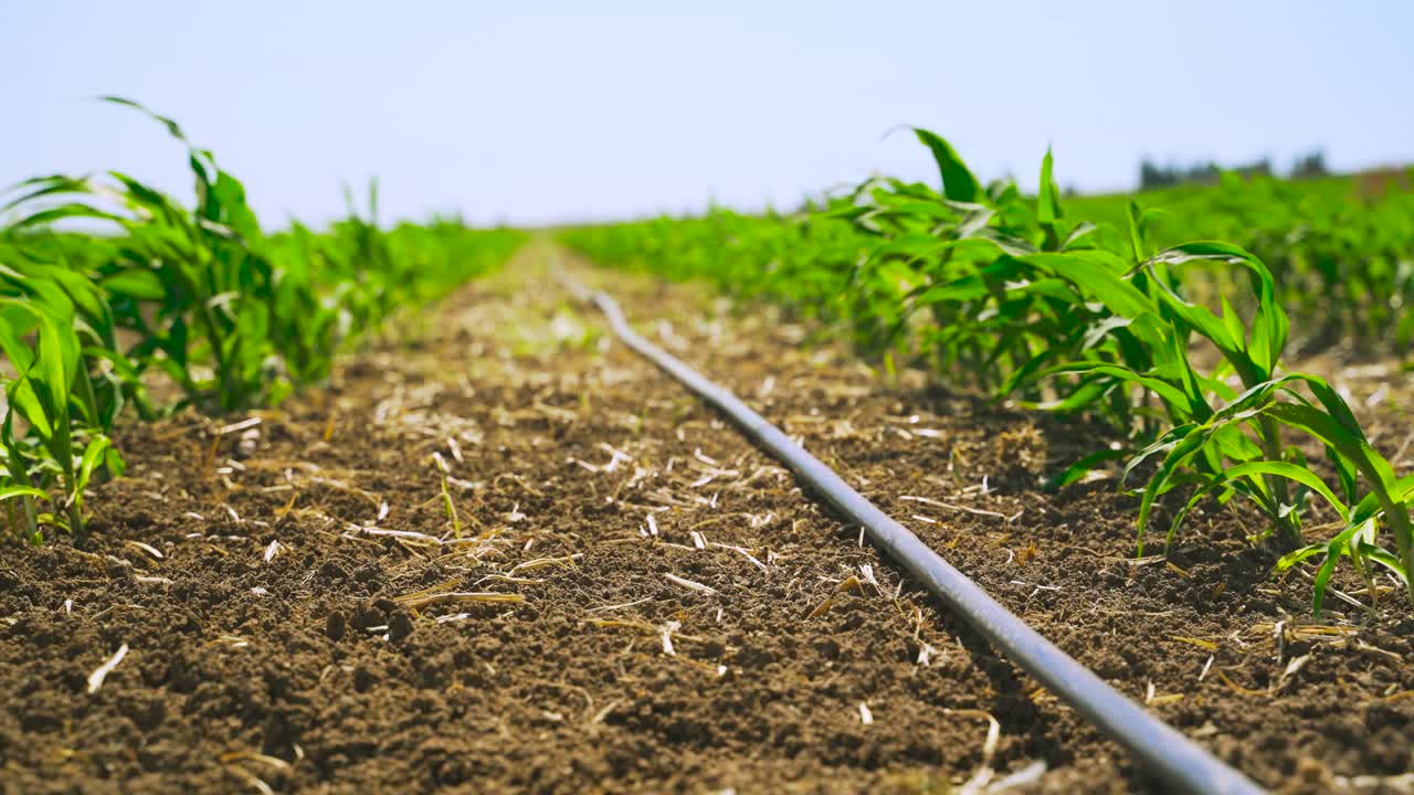 tubo de riego por goteo, colocado en una fila de un campo de maíz coloque un tubo de goteo en cada fila de maíz
