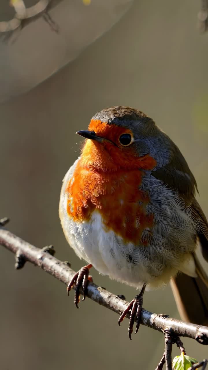 Angolazione video ravvicinata di un pettirosso appollaiato su un ramo, circondato da foglie verdi fresche.