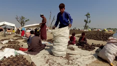 placing chilgoza pine from sack