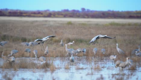 a pair of sandhill cranes flies in for a landing at sunset in the wetlands