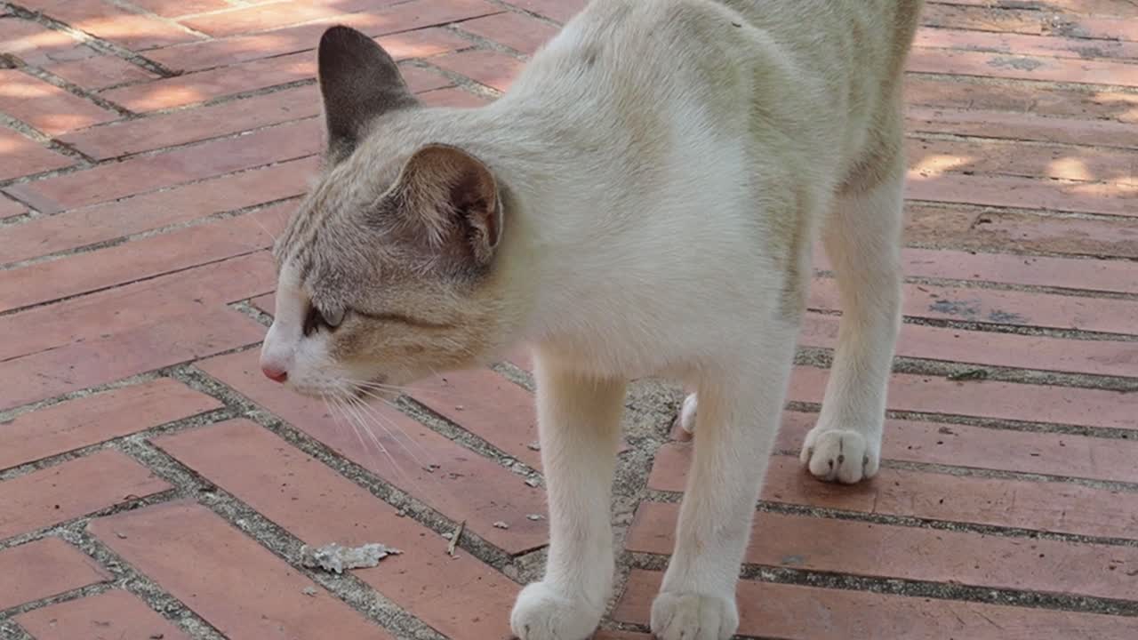 고양이가 고, 새를 맡고, 누워있습니다.