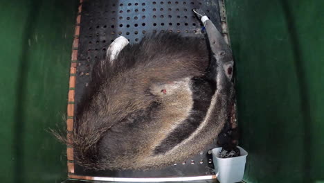 injured giant anteater after pantanal wildfire at rescue centre rehabilitation