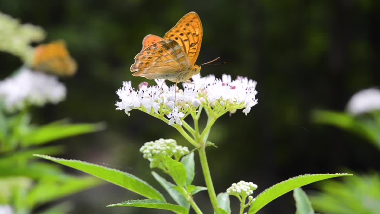 Una farfalla si nutre di nettare da un fiore selvatico nei Balcani.