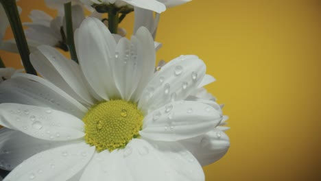 close-up of a white daisy with water droplets