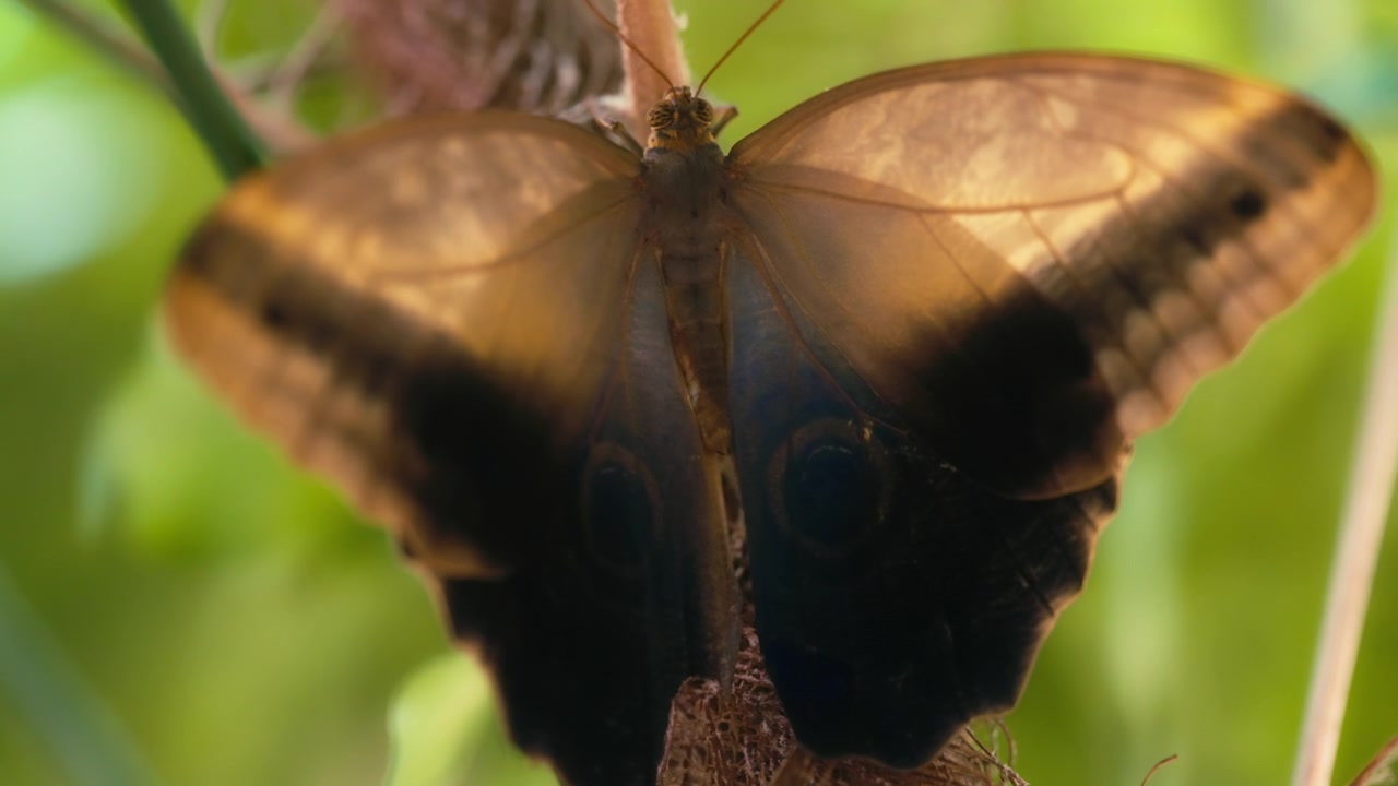 Close up of a giant owl butterfly sitting on green leaves