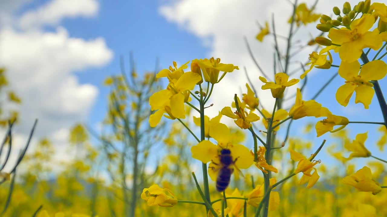 abeja está buscando y recolectando néctar de flor en flor, cámara lenta de cerca