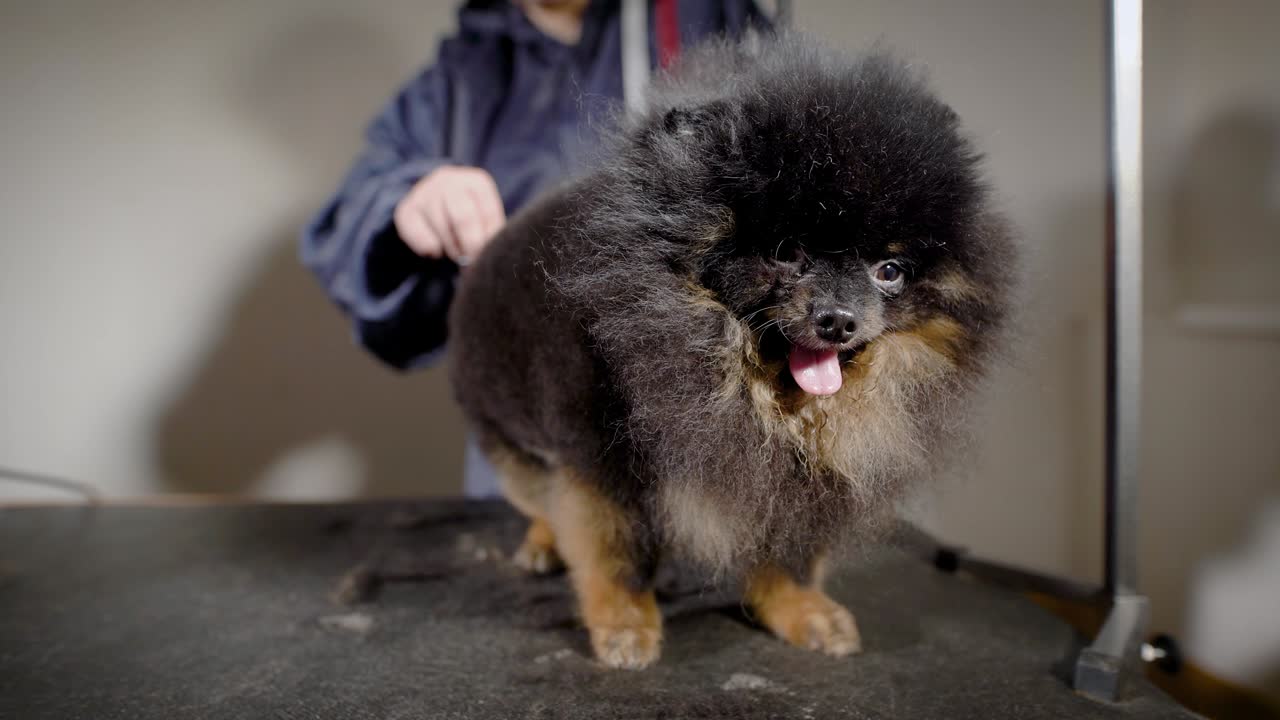사랑스러운 작은 검은 스피츠가 미용사 사무실에서 새로운 헤어스타일을 하고 있는 근접 촬영