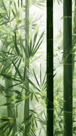 close-up of a bamboo forest