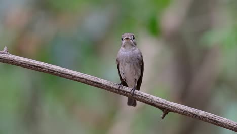 El-Papamoscas-Marrón-Asiático-Es-Un-Pequeño-Pájaro-Paseriforme-Que-Se-Reproduce-En-Japón,-Himalaya-Y-Siberia