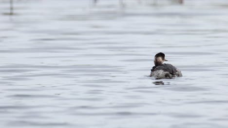 lack-necked-Grebe,-Podiceps-nigricollis,-Thailand