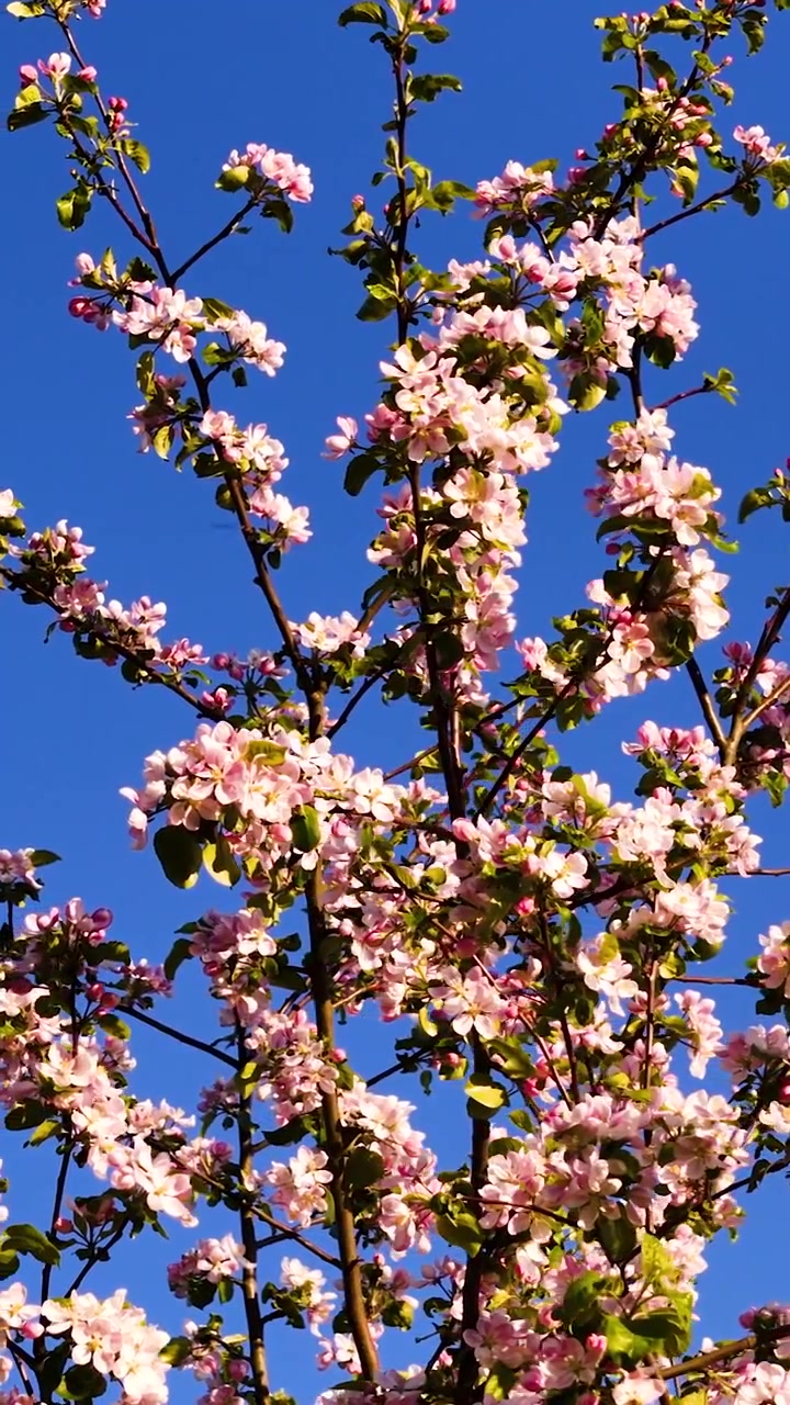 aerial close up of a blooming apple tree with pink flower against blue spring clear sunny sky