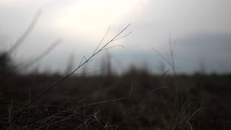 dry grass and barren field at dusk, with a soft focus on twigs against a cloudy sky