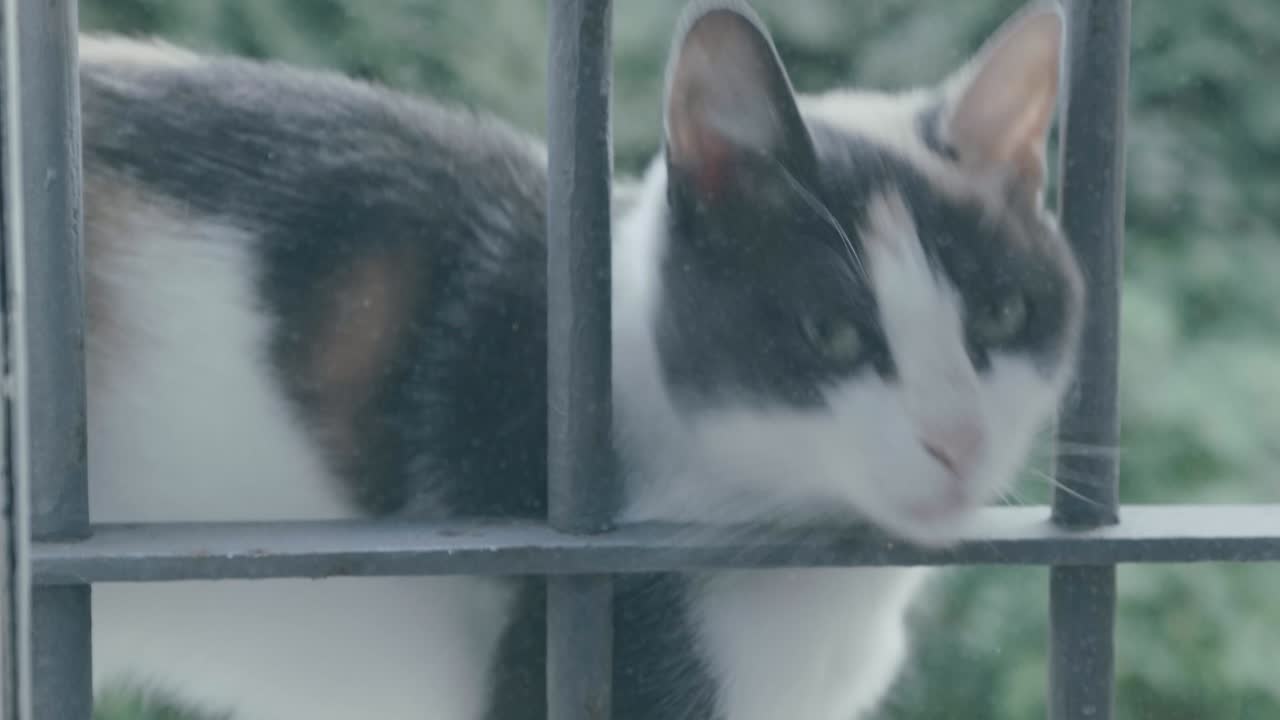 흰색, 회색, 갈색 새끼 고양이가 창문을 문지르며 들어오게 해달라고 요청하여 관심을 끕니다.