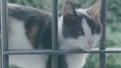 Un-Gatito-Blanco,-Gris-Y-Marrón-Se-Frota-Contra-La-Ventana-Y-Llama-La-Atención-Pidiendo-Que-Lo-Dejen-Entrar