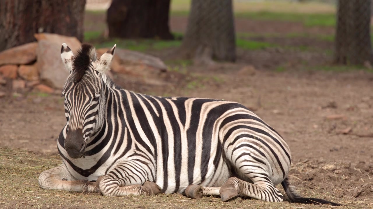 Una zebra delle pianure giace pacificamente su terreno asciutto alla luce calda del giorno a Dubbo, Australia