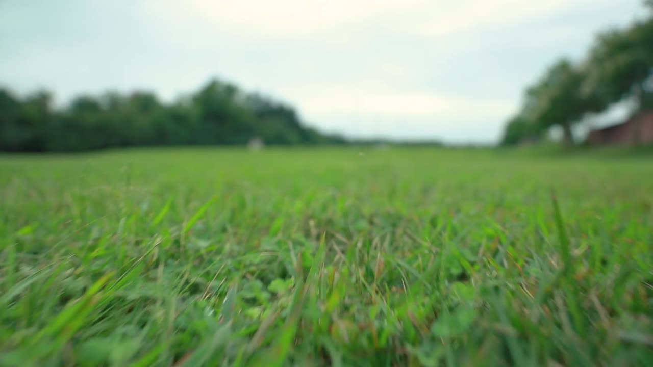 잔디 필드를 통해 낮은 이동 샷