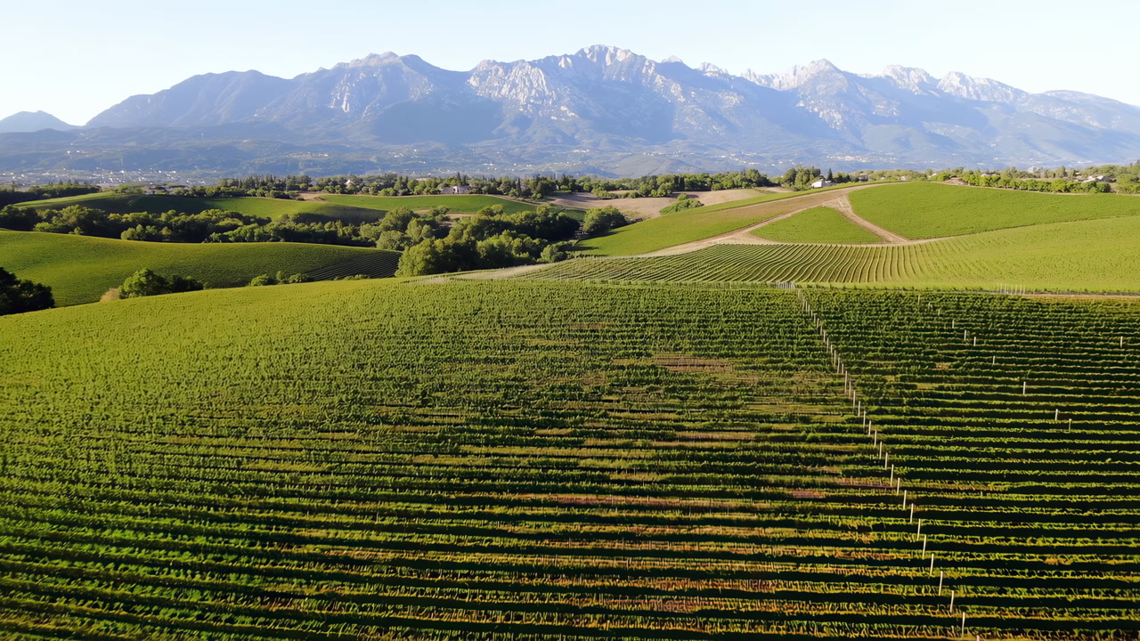 Aerial Vineyard Rows With Mountains, Sunlit Rolling Vines Stretching Across Terraced Slopes, Neat Parallel