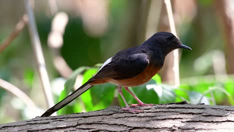 Die-Weißbürtige-Shama-Ist-Einer-Der-Häufigsten-Vögel-In-Thailand-Und-Kann-Leicht-In-Stadtparks,-Landwirtschaftsflächen,-Bewaldeten-Gebieten-Und-Den-Nationalparks-Beobachtet-Werden