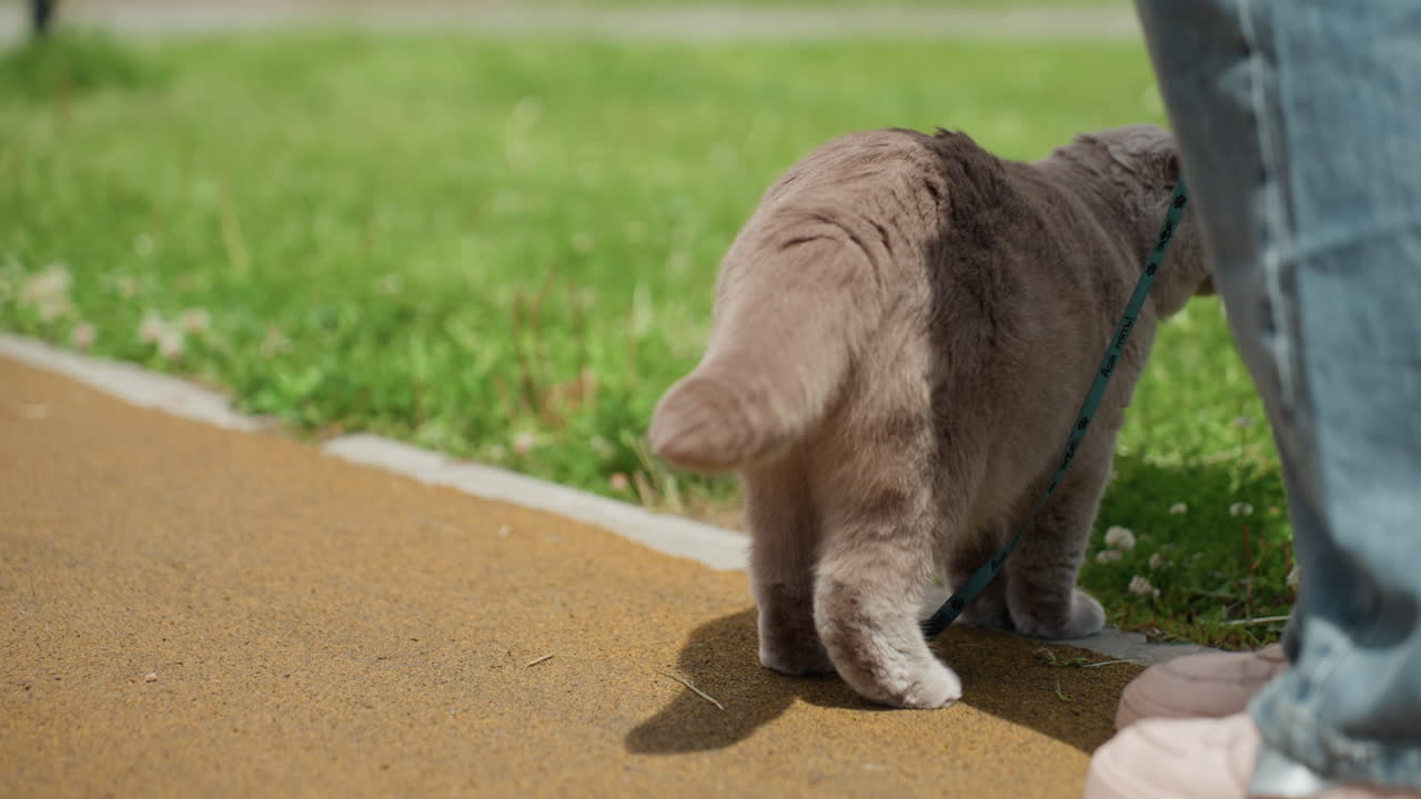 Dog On Leash, Animal On Restraint Carefully Explores Scenic Tranquil Walkway Outdoors, Leashed Feline Cautiously Sniffs And Takes Small Steps Along Wellmaintained Park Trail In Sunny Weather