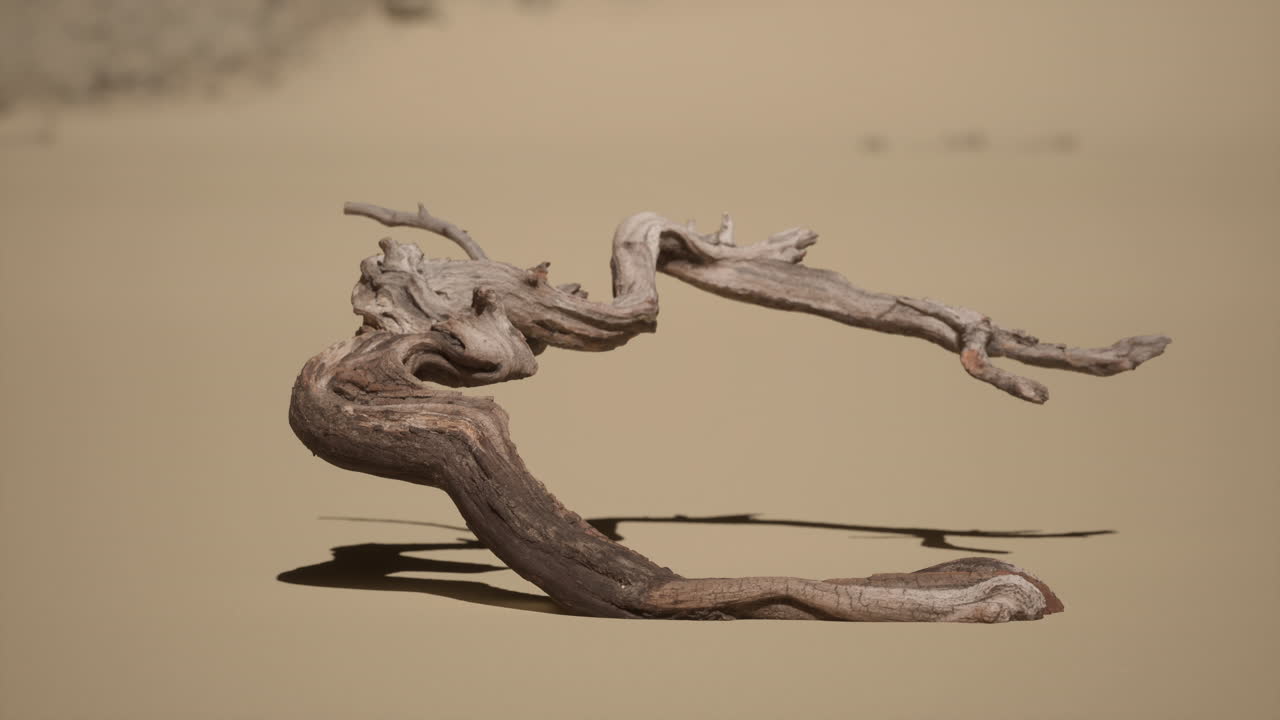 ветвь дерева, лежащая на земле