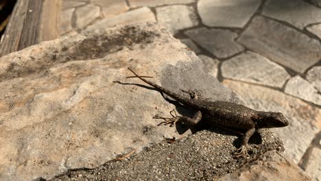 fence lizard upper wide shot