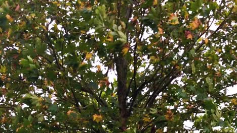 Close up of green and orange leaves on a tree shaking in the breeze