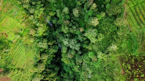 overhead drone shot of green terraced vegetable plantation on the valley with waterfall, vegetables plantation with trees and river - nature tropical landscape