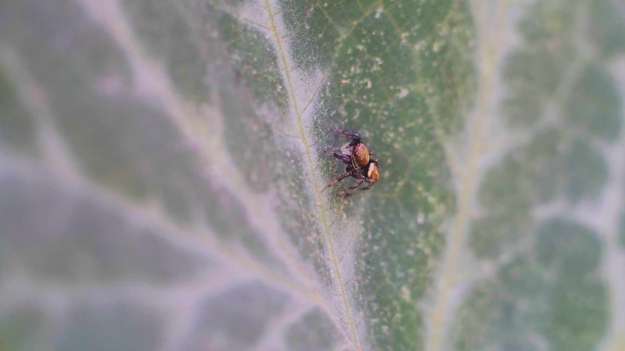 바람 부는 날 호박 잎에 작은 점프 거미의 근접