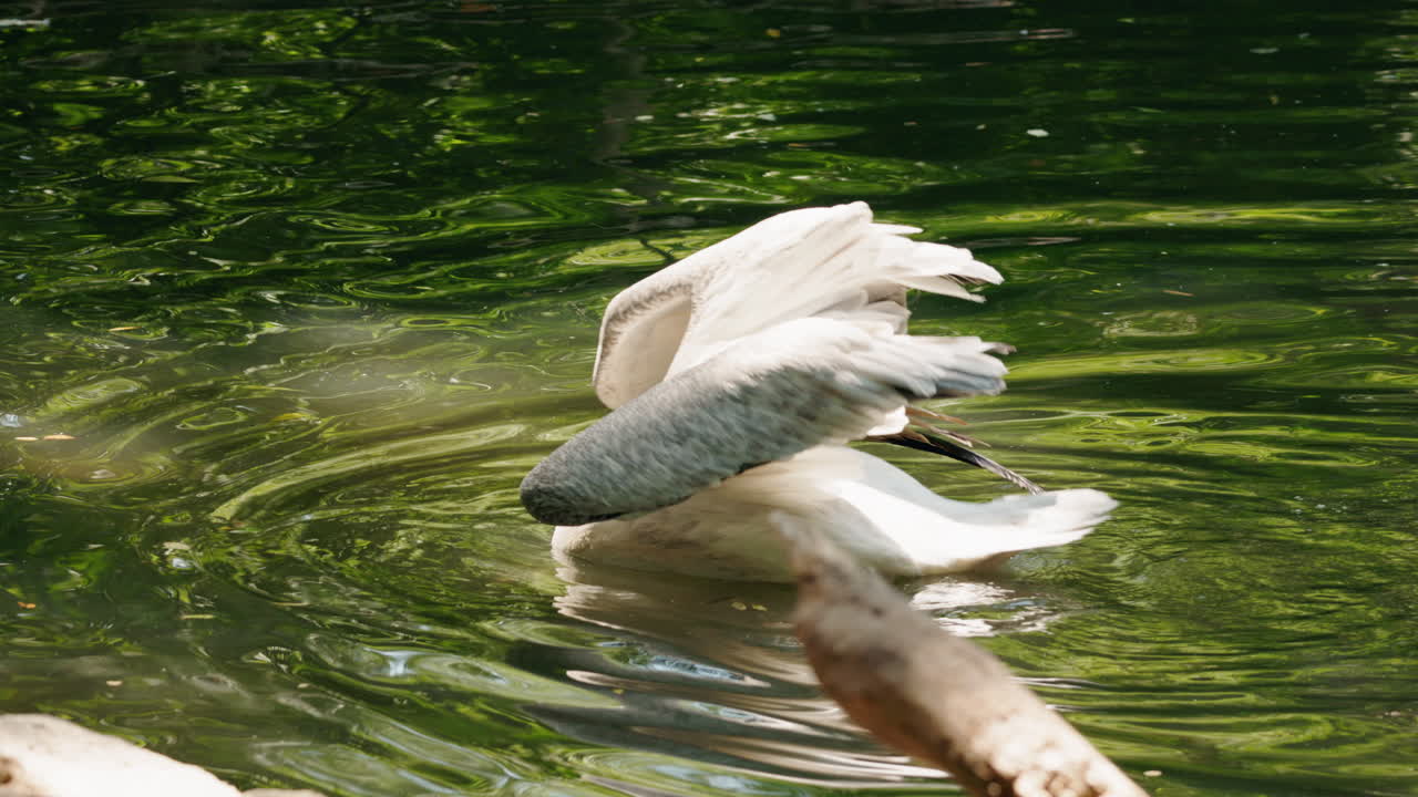 Pelicans in the Water