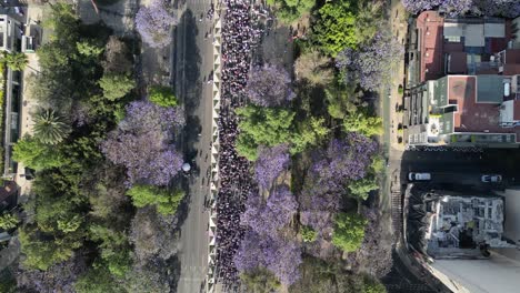 aerial view march 8th women's day march, on paseo de la reforma with jacarandas trees, mexico city