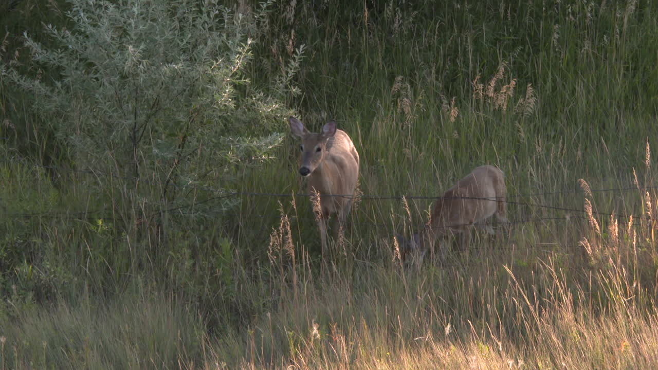 Cervo dalla coda bianca, maschi e femmine, nel Montana