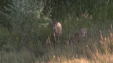 whitetail deer, bucks and does, in montana